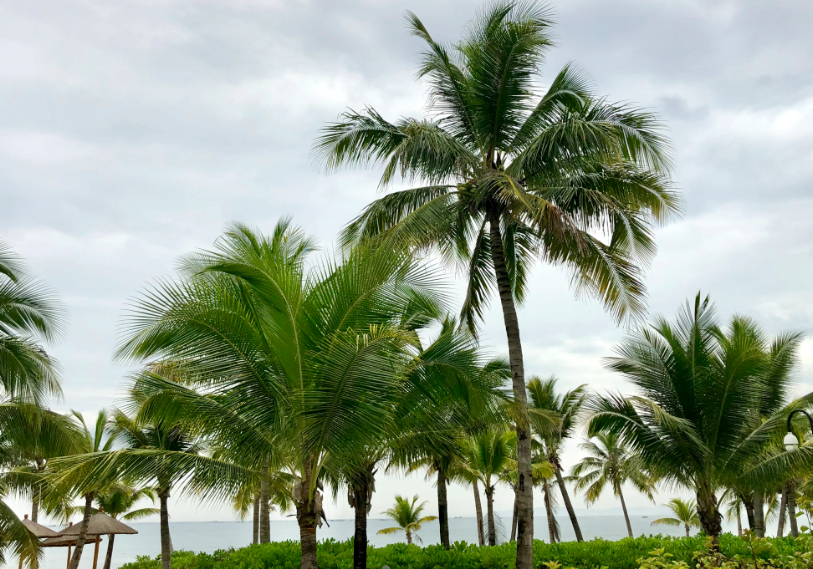 北海银滩椰子树的特点