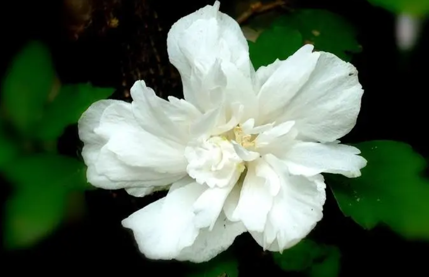 木槿花老是黄叶怎么回事