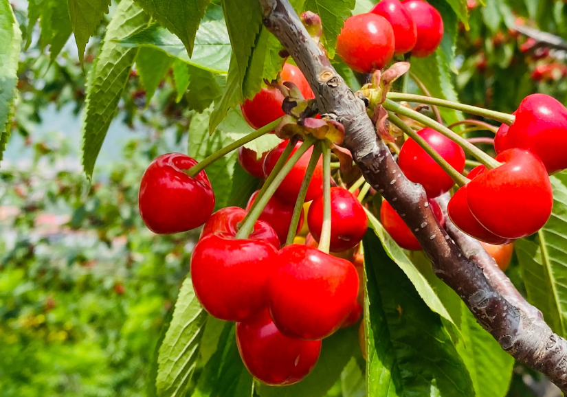 樱桃树喜酸性土壤吗