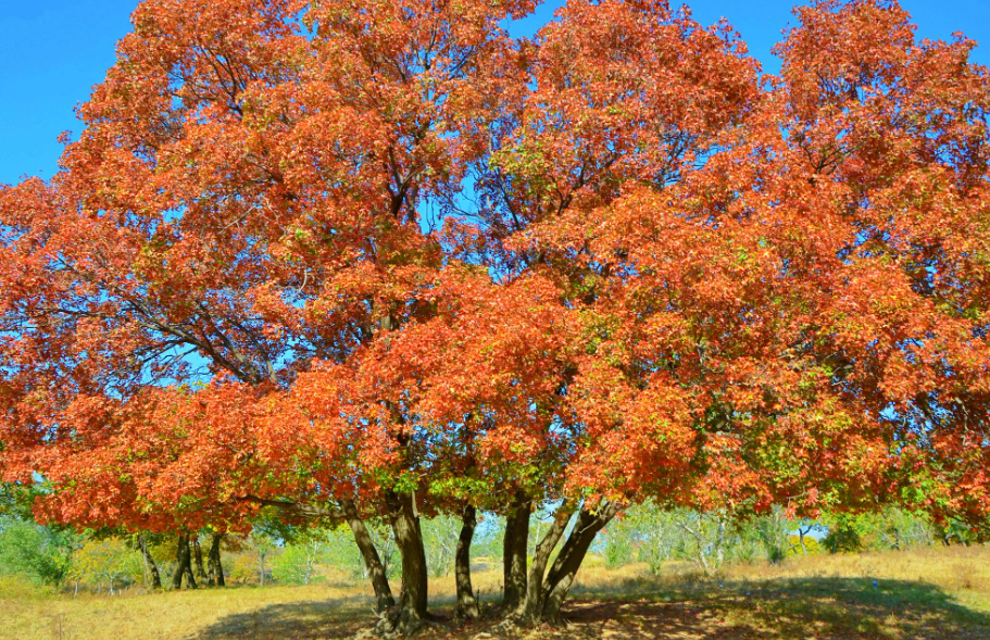 枫树原生与嫁接的区别