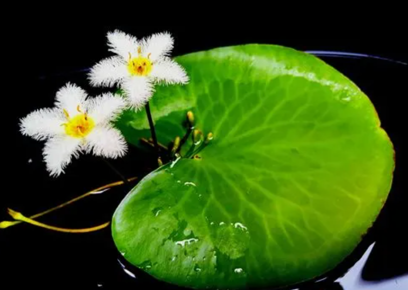 一叶莲只长叶不开花