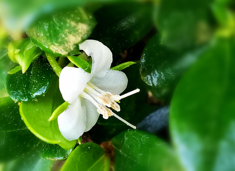 福建茶开花怎样结果