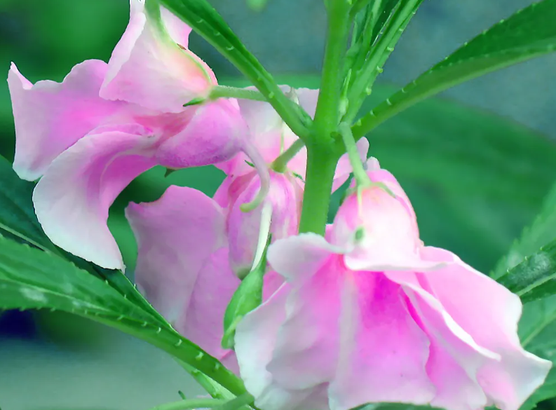 凤仙花特点和样子