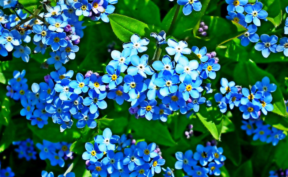 勿忘我花怎么养时间比较久