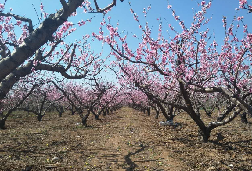 栽桃树的最佳时间是什么时候