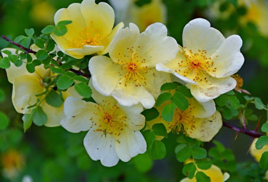 刺玫花夏天怎样种植