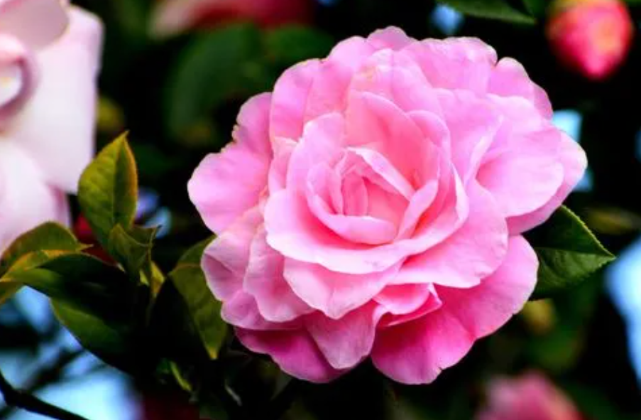 扦插的茶花几年能开花