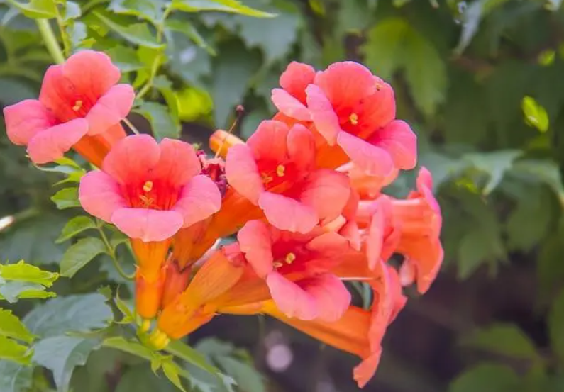 凌霄花移栽多大苗好