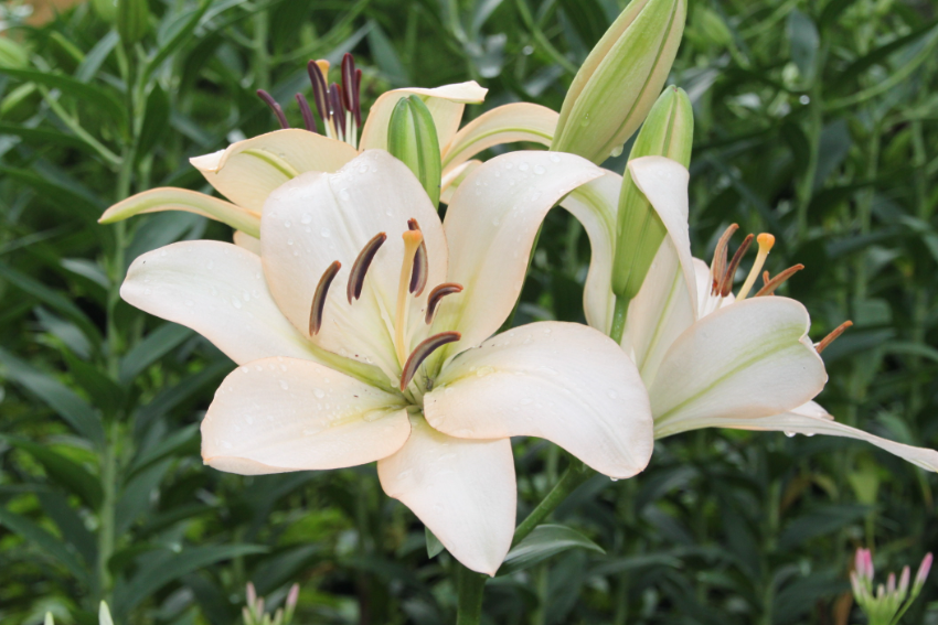 百合花需要每天浇水吗