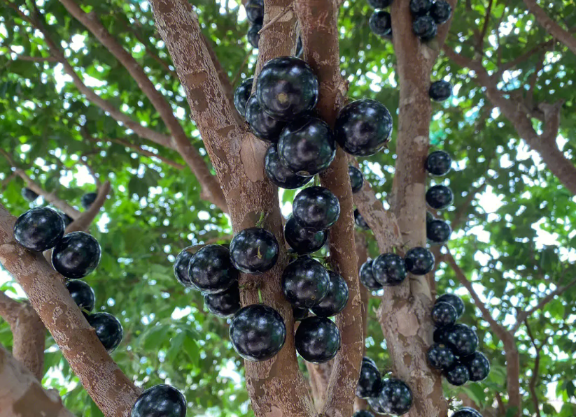 树葡萄生长环境要求