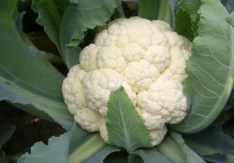 花菜怎么种植发芽的快