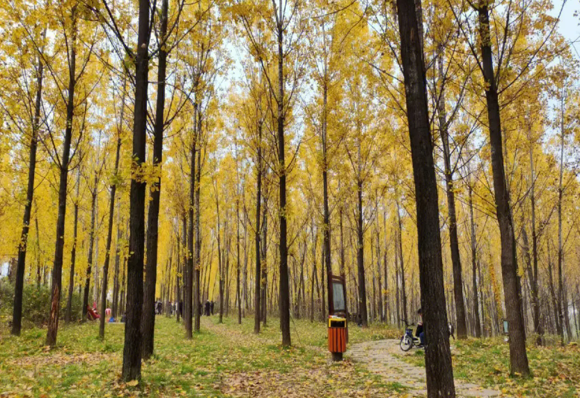 杨树多少钱一吨