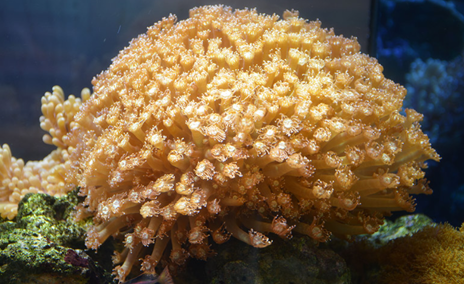 宝石花珊瑚好养吗