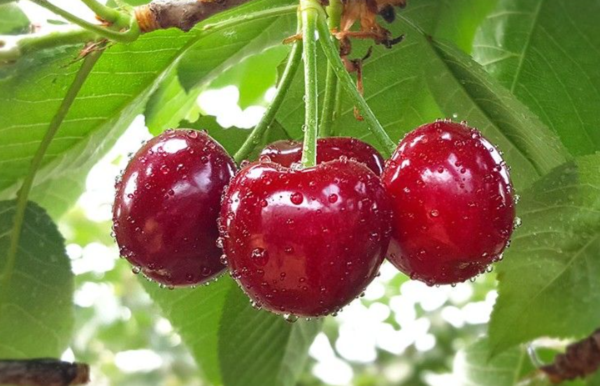 车厘子树必须种两棵吗