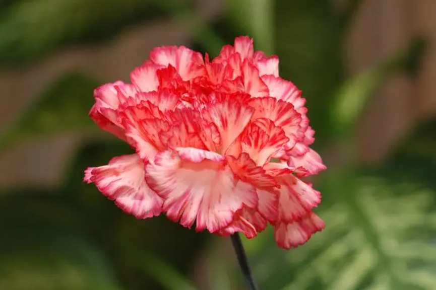 康乃馨的花期是几月份