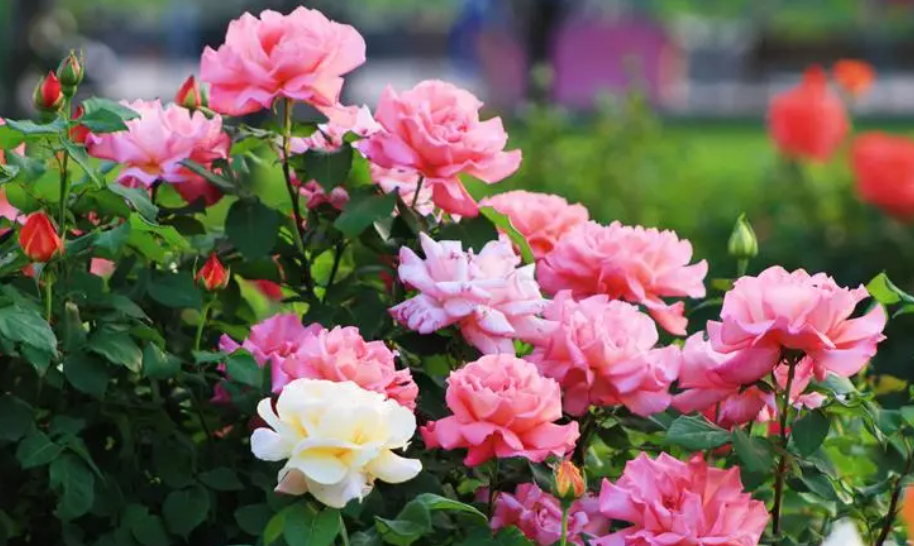 月季花的养殖方法