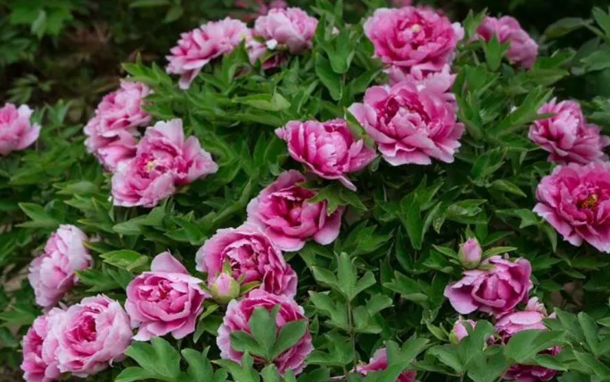 牡丹花结的籽能种出来吗