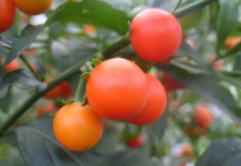 四季果为什么只开花不结果