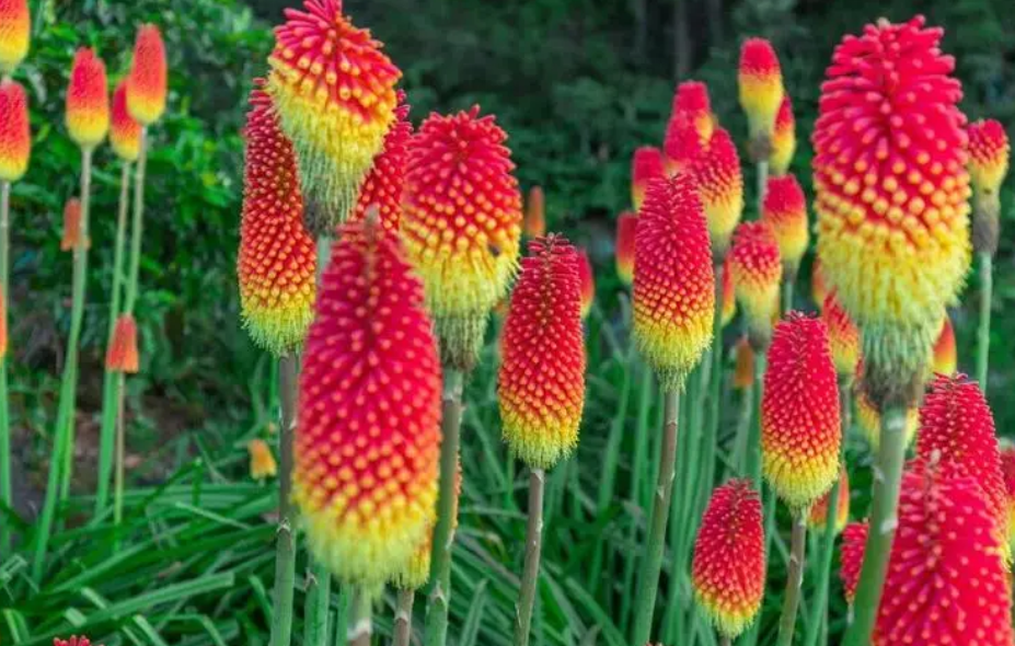 火炬花开败后怎样处理