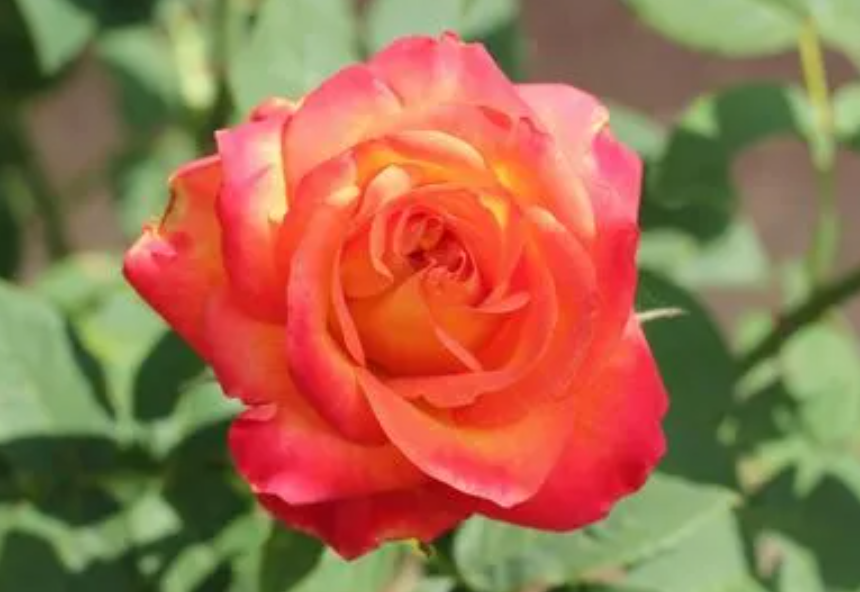 玫瑰花生存的环境条件