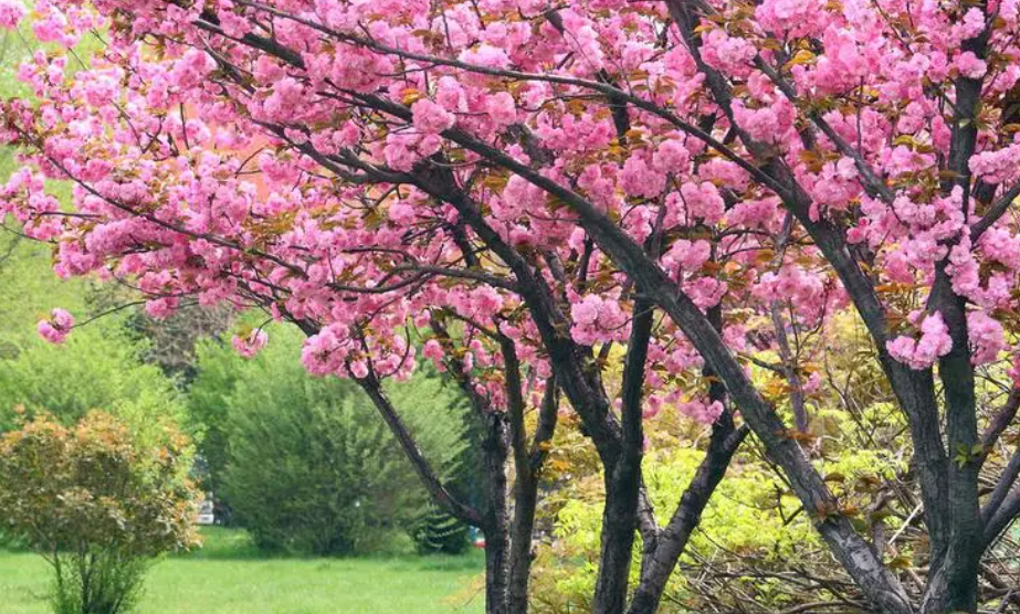 门前左右种什么树好