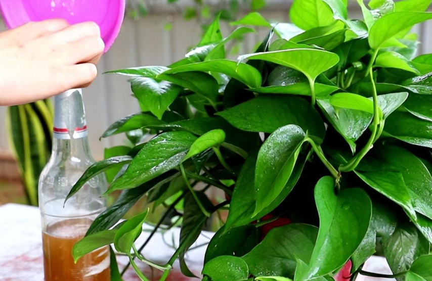 花盆里面可不可以浇油