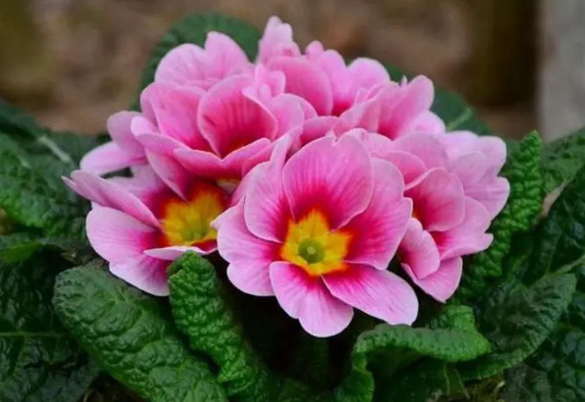 报春花的养殖方法和注意事项