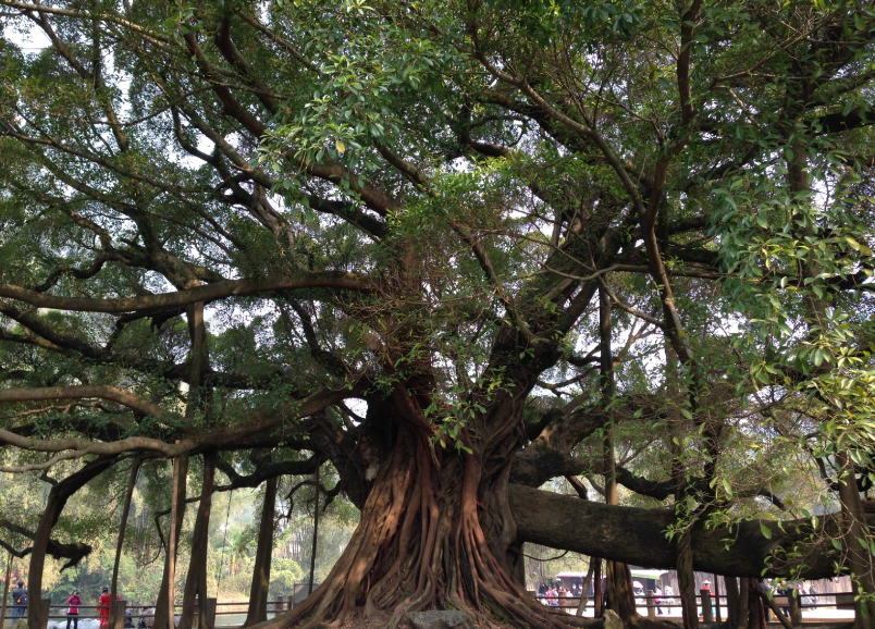 榕树冬天可以修剪吗