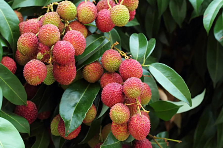 河南能种荔枝树吗