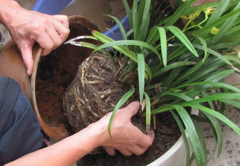怎样给花换土换盆