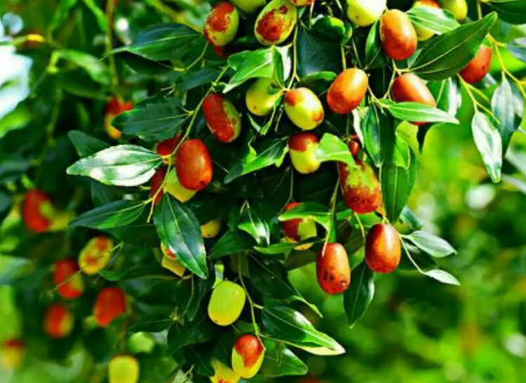 枣树何时剪枝最好