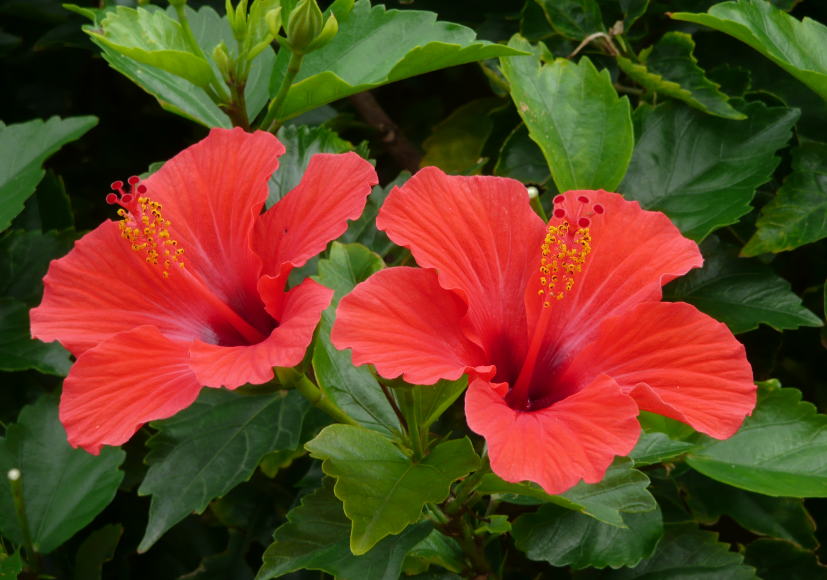 扶桑花的修剪方法和注意事项