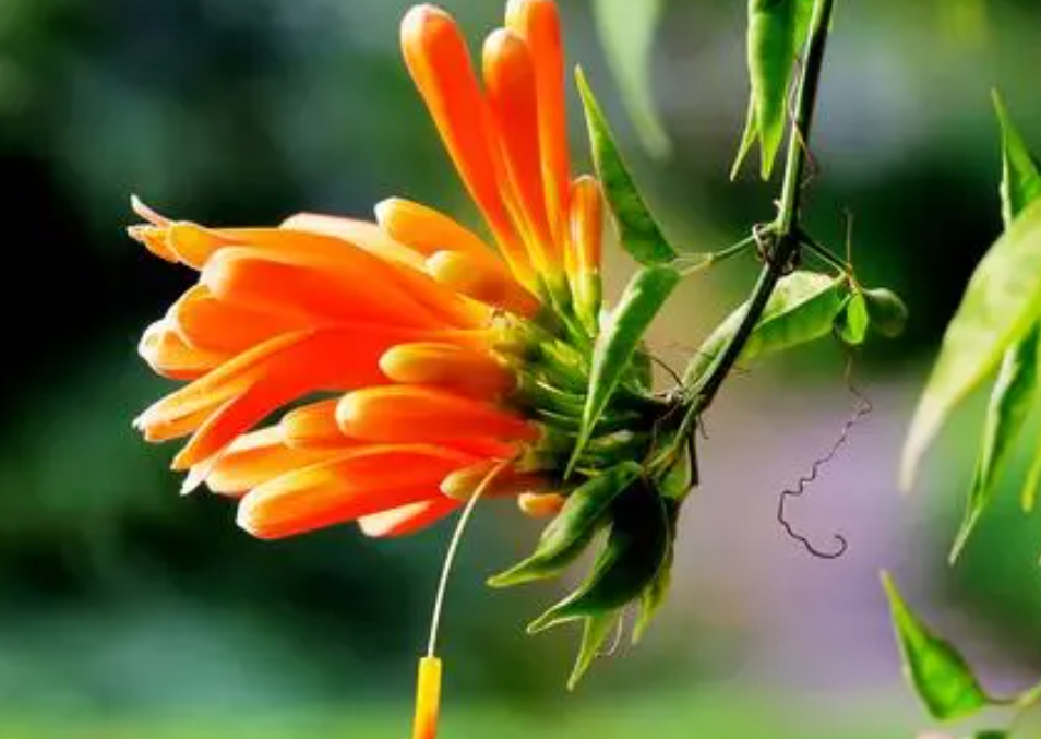 炮仗花可以盆栽吗