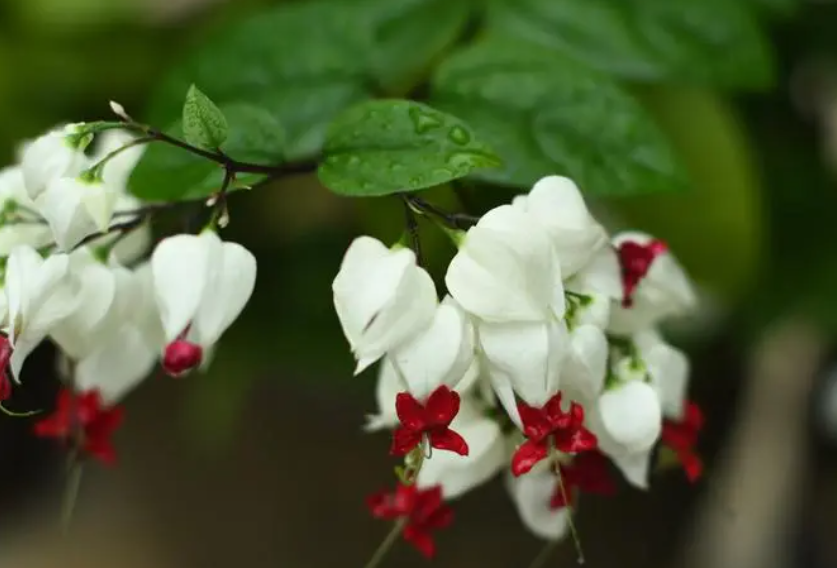 为什么家里不能养龙吐珠花