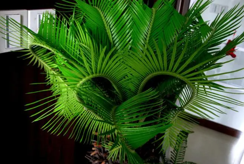 铁树施人粪肥好吗