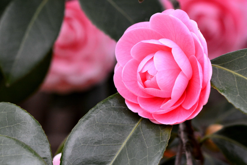 茶花怎么修剪花才茂盛