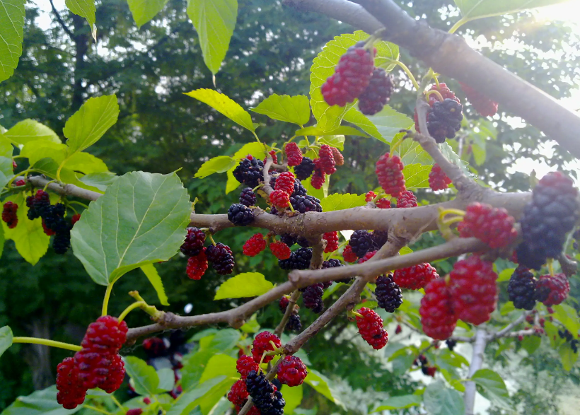 桑树施什么肥结果多又大