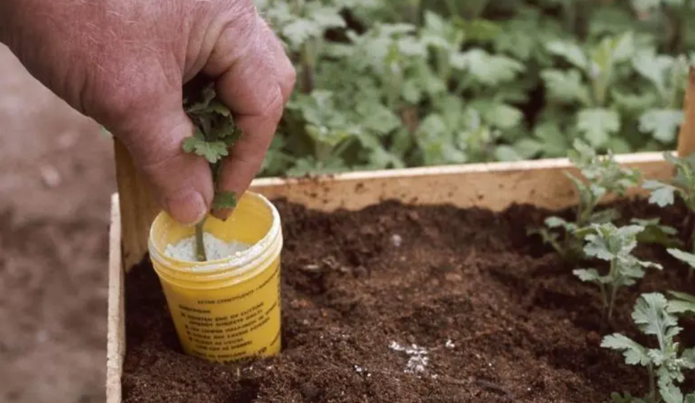 移栽树木生根粉怎么用