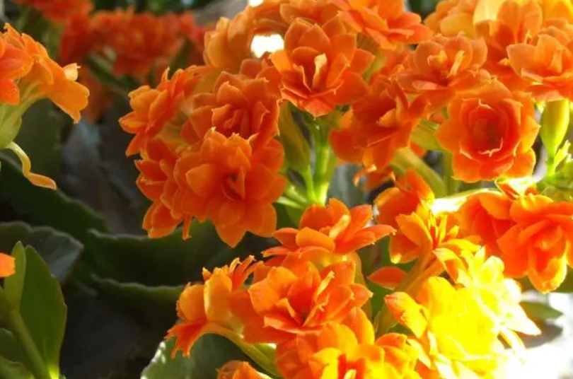 长寿花怎样养护才能开花