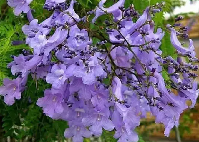 易养花期长的阳台盆栽