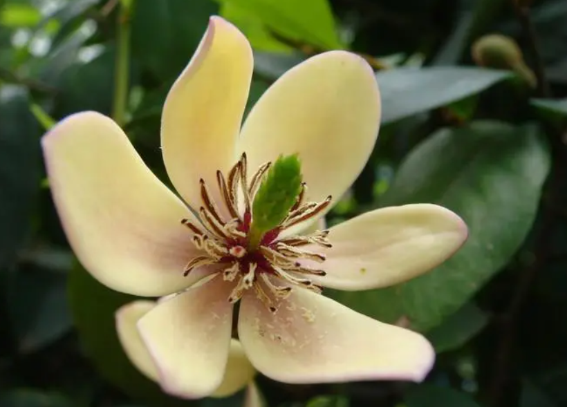 含笑花有几种颜色