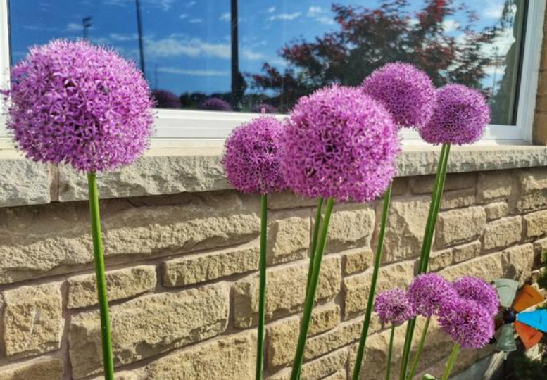 盆栽大花葱的种植方法