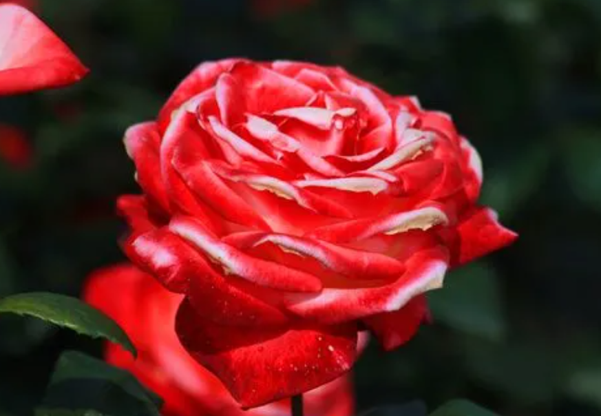 月季花施什么肥料