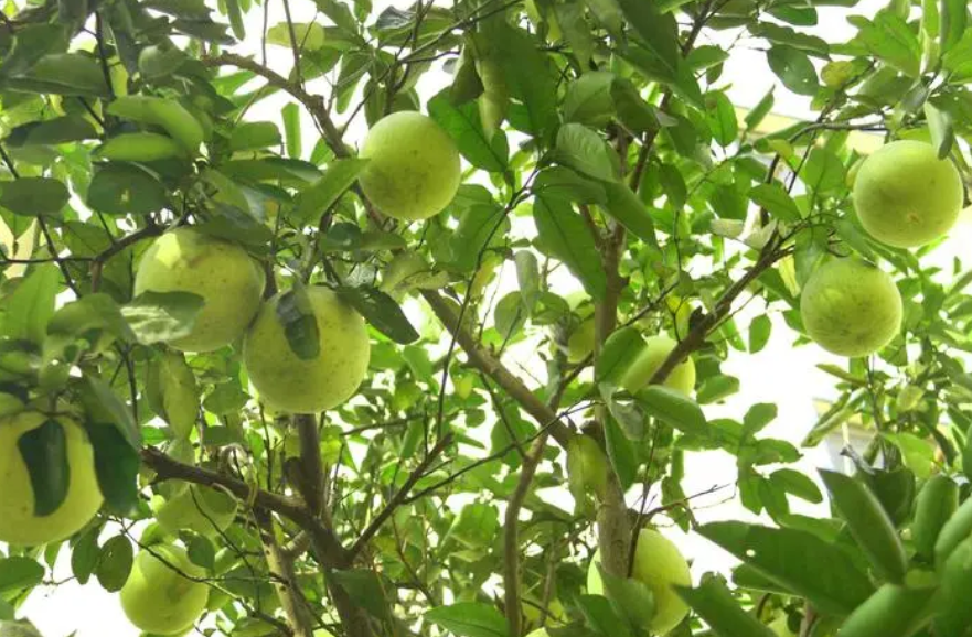 柚子树修剪时间和方法