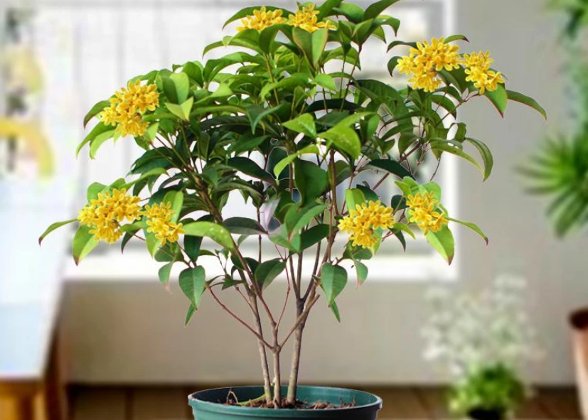 盆景桂花树养护方法