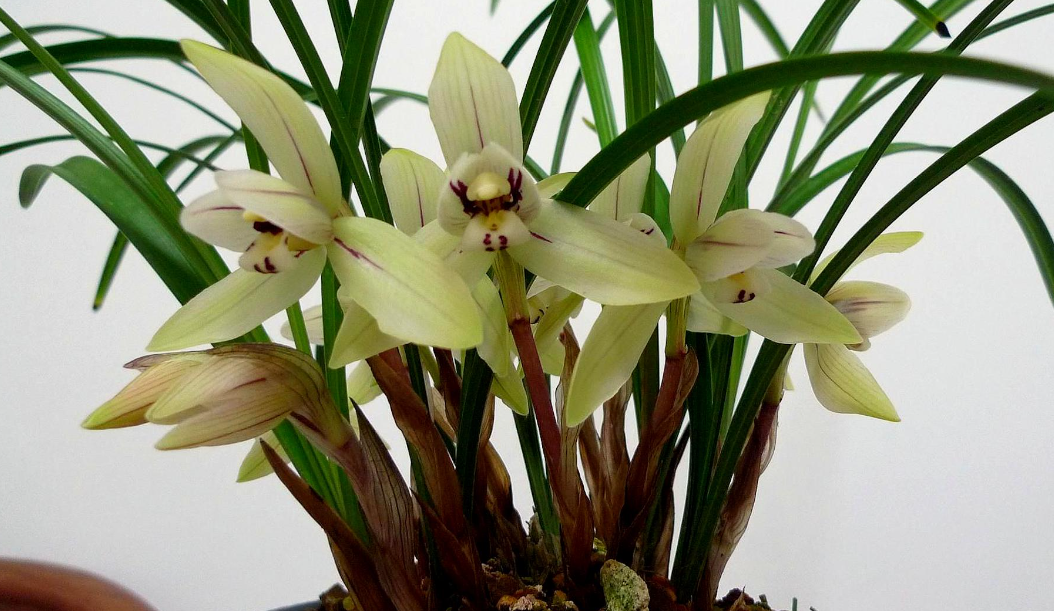 兰花在35一37度夏天几天浇水