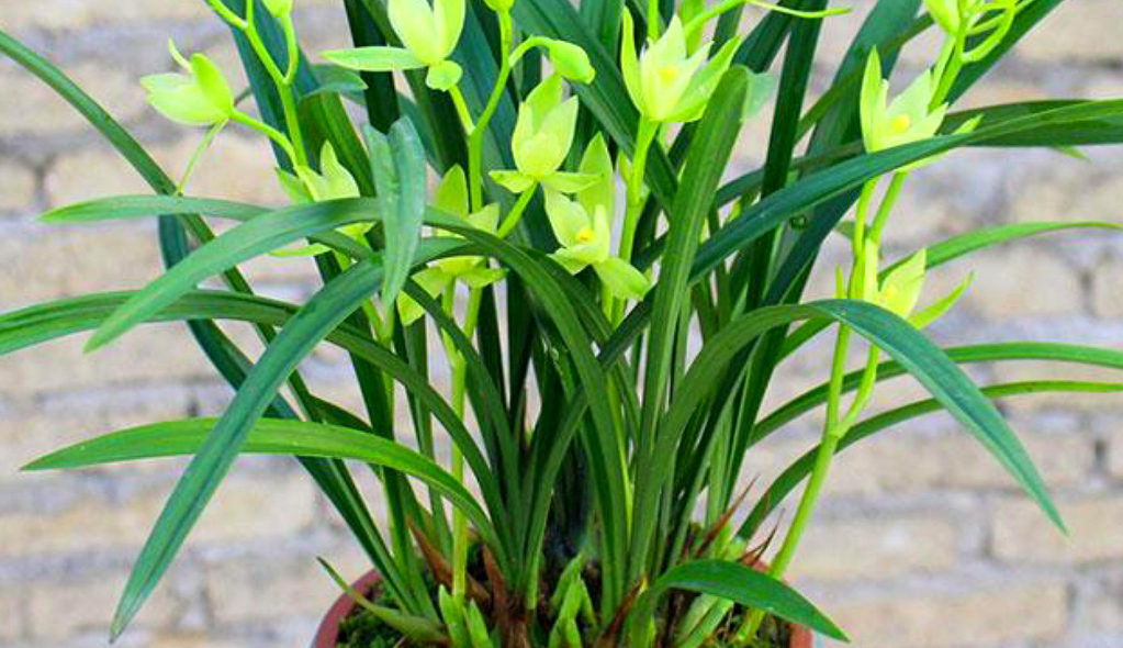 兰花植料松树皮配方