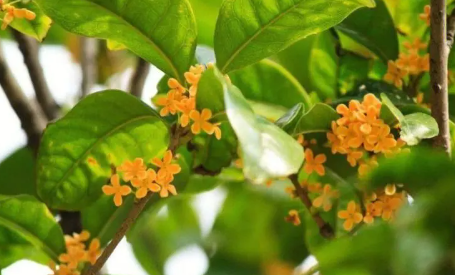 桂花上盆后需马上浇水吗