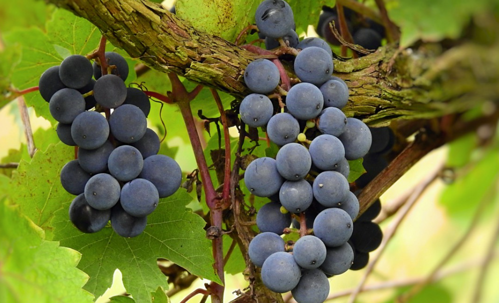 葡萄树摘果后怎样修剪