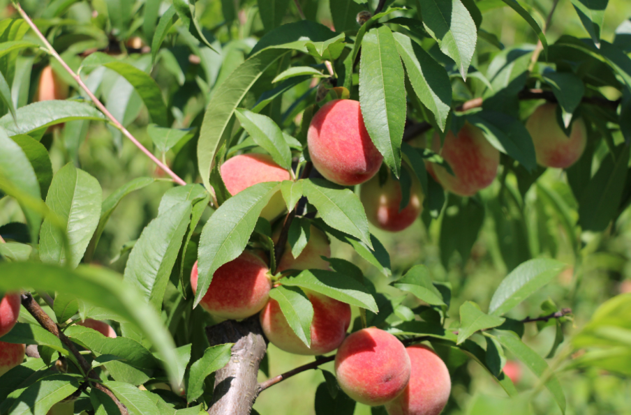 桃树的生活环境和主要特征